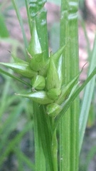 Carex intumescens