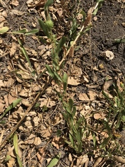 Grindelia hallii