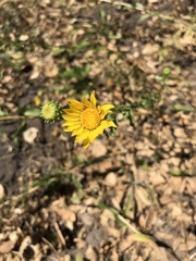Grindelia hallii