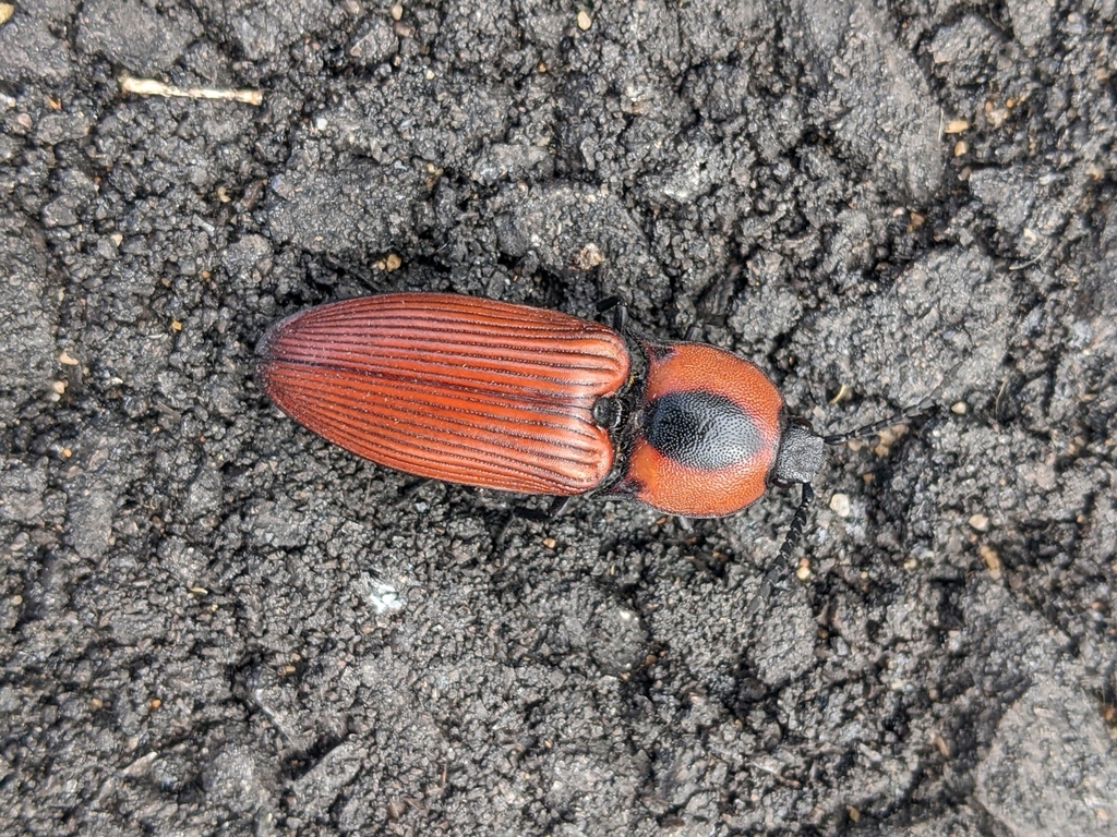 Paraphileus
