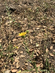 Grindelia hallii