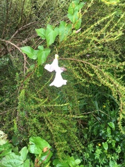 Calystegia sepium roseata x Silvatica disjuncta