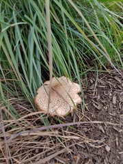 Fungi