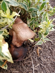 Fungi