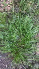 Carex intumescens