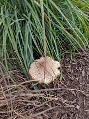 Fungi