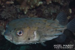 Tragulichthys jaculiferus