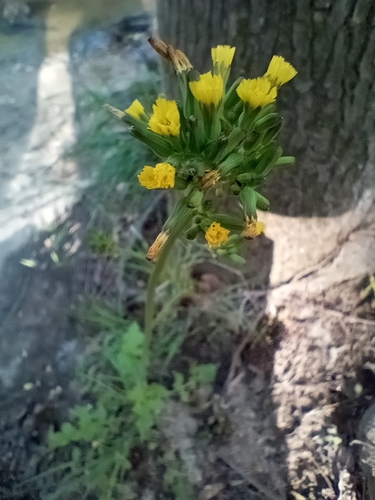 Image of Youngia thunbergiana by (c) J. H., some rights reserved (CC BY)