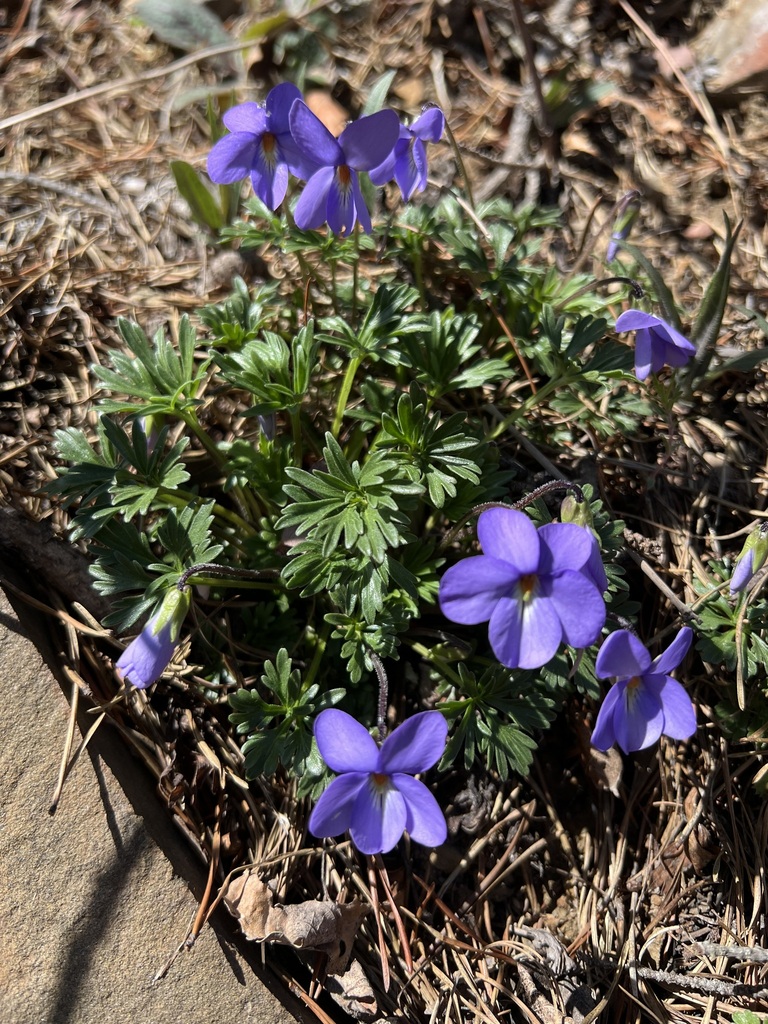 Viola pedata cuneatiloba from Pendleton County, WV, USA on April 8 ...