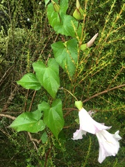 Calystegia sepium roseata x Silvatica disjuncta