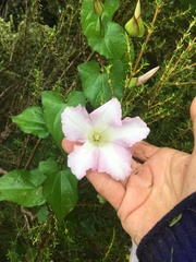 Calystegia sepium roseata x Silvatica disjuncta