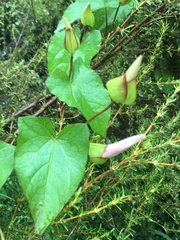 Calystegia sepium roseata x Silvatica disjuncta