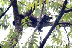 Paradoxurus hermaphroditus