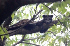 Paradoxurus hermaphroditus