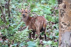 Axis porcinus porcinus