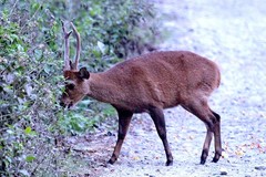 Axis porcinus porcinus