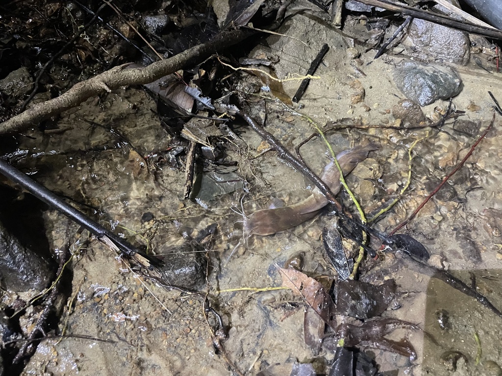 Tioman Walking Catfish