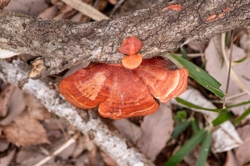 Trametes coccinea