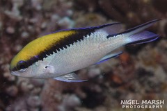 Chromis nitida
