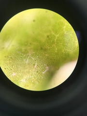 Prasiola borealis