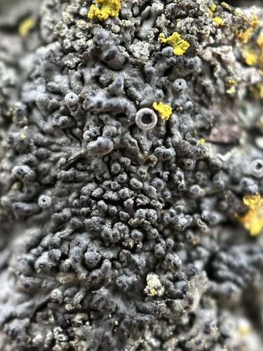 Smooth Shadow-crust Lichen