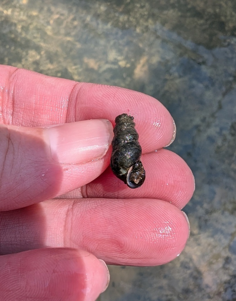 Striate Hornsnail