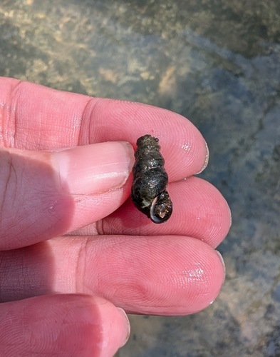 Striate Hornsnail