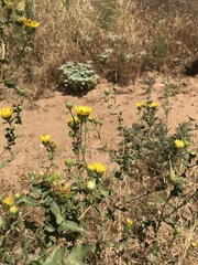 Grindelia hallii