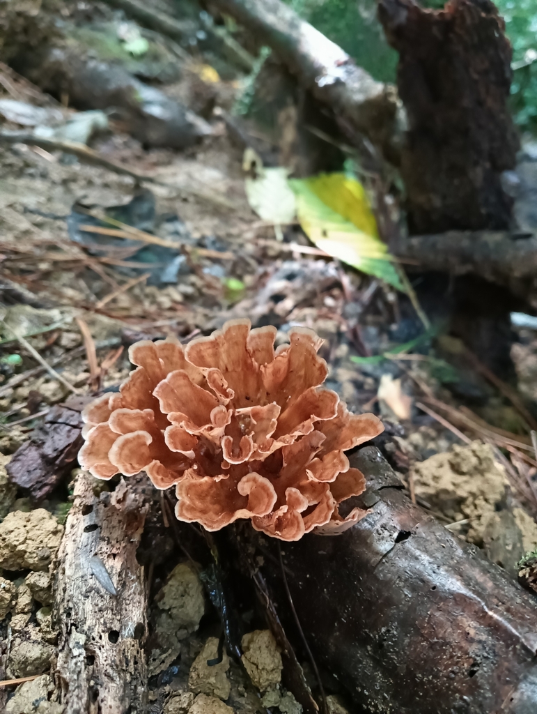 Podoscypha petalodes · April 2025 · photo: © juliette_f (iNaturalist, cc-by)