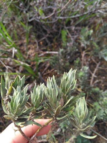 Image of Xiphotheca lanceolata by (c) Brian du Preez, some rights reserved (CC BY-SA)