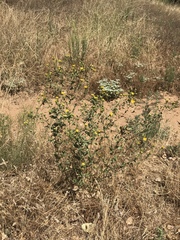 Grindelia hallii