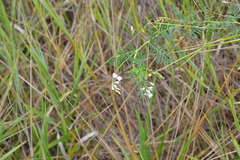 Astragalus sulcatus