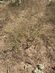 Grindelia hallii