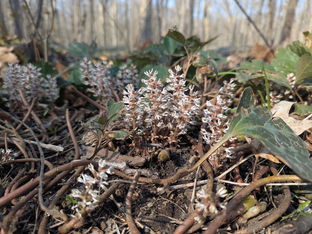 Pachysandra procumbens, Illinois, US