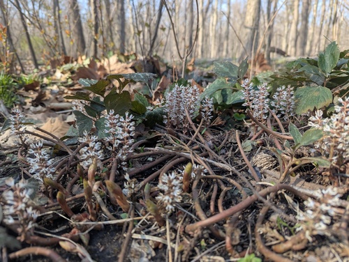 Pachysandra procumbens