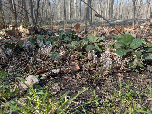 Pachysandra procumbens