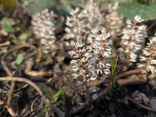 Pachysandra procumbens