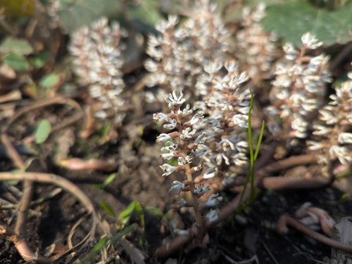 Pachysandra procumbens