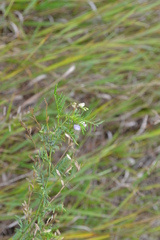 Astragalus sulcatus