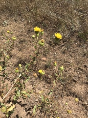 Grindelia hallii