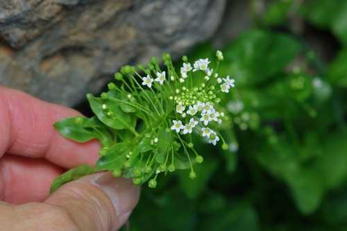 Samolus parviflorus (Samolus parviflorus)