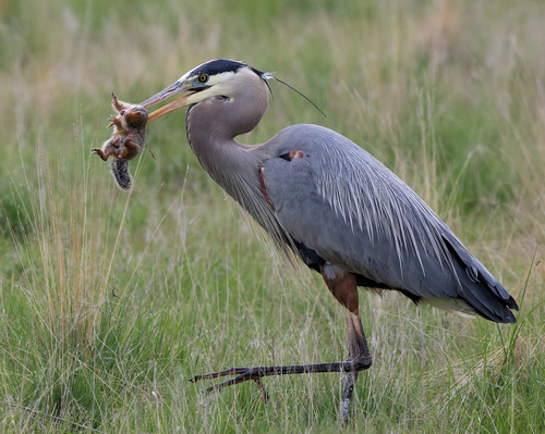 Great Blue Heron photographed in Montana
