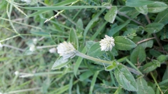 Gomphrena serrata