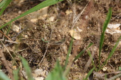 Chorthippus mollis