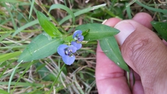 Commelina diffusa diffusa