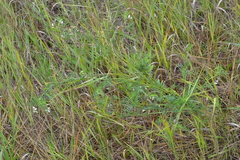 Astragalus sulcatus