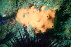 Acarnus erithacus