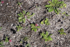 Diascia elongata