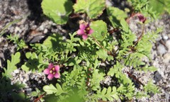 Diascia elongata