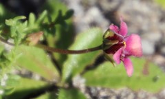Diascia elongata